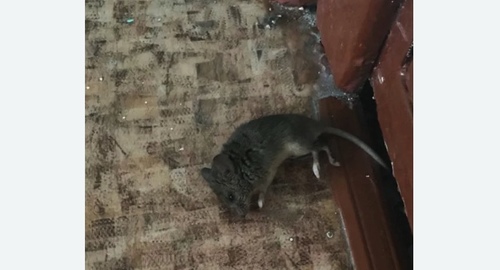 Дезинфекция от мышей в Турово